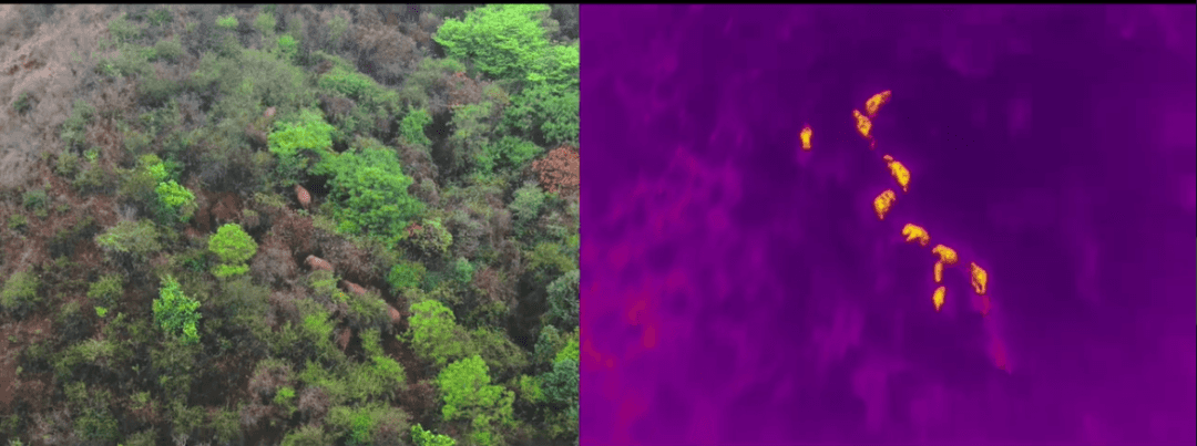 Como testemunhar a harmonia entre a humanidade e a natureza